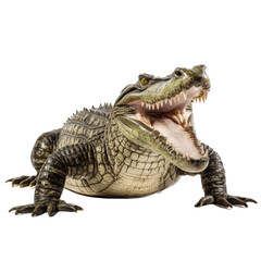 Naklejka premium an American alligator (Alligator mississippiensis) with open mouth and full body 3/4 view in a Wildlife-themed, photorealistic illustration in a PNG format, cutout, and isolated. Generative ai