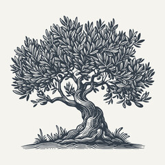 Olive tree. Vintage woodcut engraving style hand drawn vector illustration.