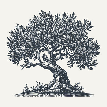 Olive tree. Vintage woodcut engraving style hand drawn vector illustration.
