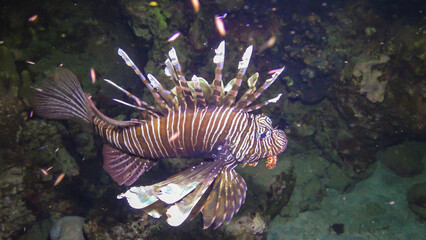 Common lionfish (Pterois volitans), Fish hunt and swim over a coral reef. Red Sea