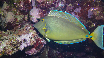 Shot-nose unicomfish (Naso unicornis), Fish at night slowly swims over the reef. Red Sea