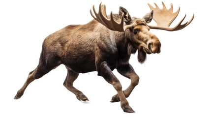 a bull moose running 3/4 view in an isolated and transparent PNG in a Wildlife-themed, photorealistic illustration. Generative ai