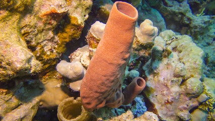 Large pink sponge on a colorful coral reef in the Red Sea