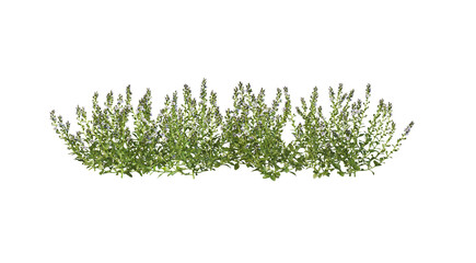 3D render variety of flowers on transparent background