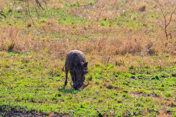 Common warthog (Phacochoerus africanus) in savanna in Serengeti national park, Tanzania