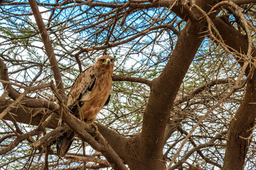 Tawny eagle (Aquila rapax) on a tree in Serengeti national park, Tanzania