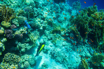 Obraz na płótnie Canvas Different tropical fish at coral reef in the Red sea in Ras Mohammed national park, Sinai peninsula in Egypt