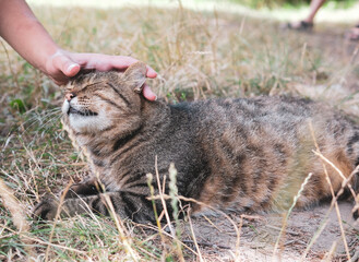 Obraz premium young affectionate brown european shorthair cat on the couch