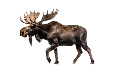 a bull moose walking in an isolated and transparent PNG in a Wildlife-themed, photorealistic illustration. Generative ai