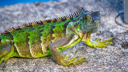 A beautiful portrait of an iguana in profile. Exotic iguana. Iguana portrait
