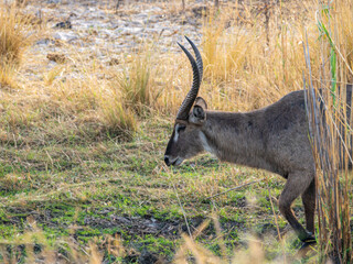 Kudu