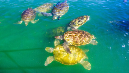 A group of sea turtles, close up