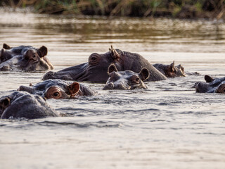 Fototapeta premium Flusspferd