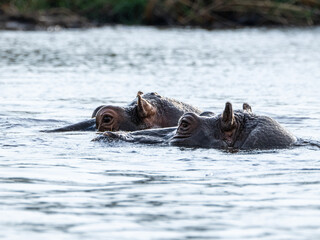 Fototapeta premium Flusspferd