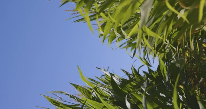 Corn Field Grass Flowing In the Wind