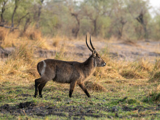 Kudu