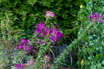 lila Spinnenblume Blüte, Cleome spinosa, Canabis ähnlich