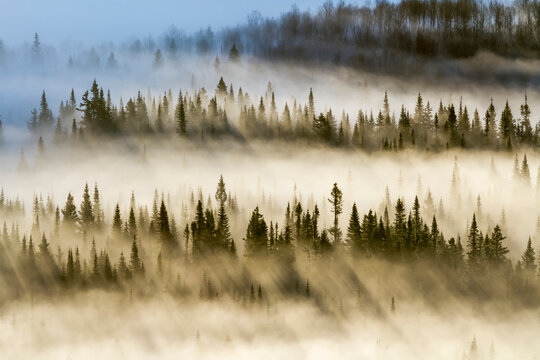 Fototapeta Spruce forest with morning mist and sun rays  Quebec, Canada