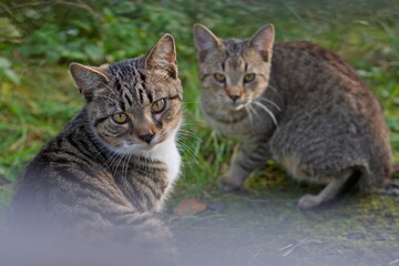 Naklejka na ściany i meble Two grumpy cats portrait. Photograph disturbed them an they do not like it. Felis catus.