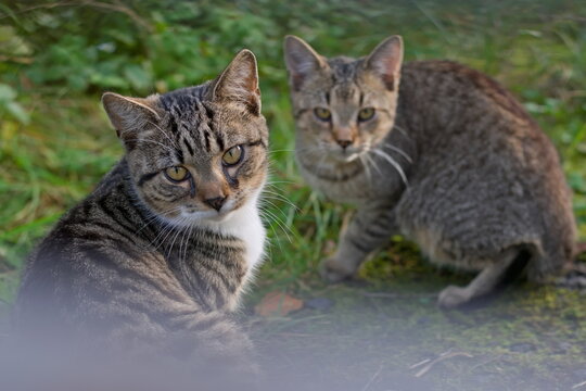 Two grumpy cats portrait. Photograph disturbed them an they do not like it. Felis catus.