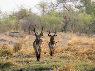 Kudu