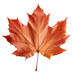 Autumn leaf clip art