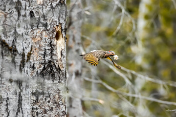Norther flicker (Colaptes auratus) leaving the nest with wood chips in it's mouth, Forillon National Park; Quebec, Canada