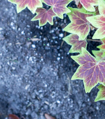 Leaf edge of vancouver centennial geranium