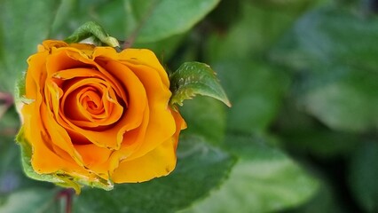 portrait of a yellow rose on a green background