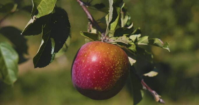 Close Up Of Apple on Farm During Fall California