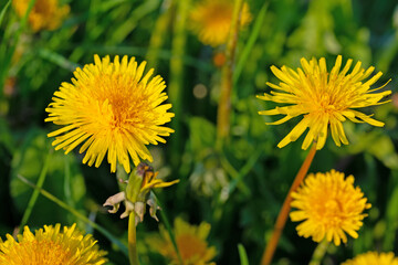 Blühender Löwenzahn, Taraxacum, im Frühling