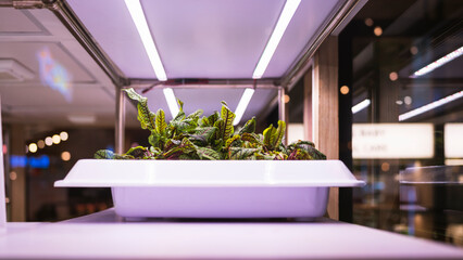 Organic hydroponic vegetable grow with LED Light Indoor farm, Agriculture Technology.	