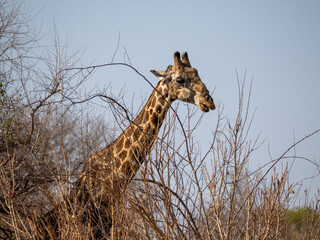 Giraffe