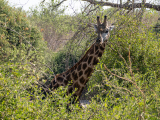 Giraffe