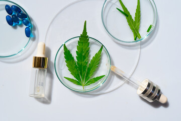 cannabis treatment concept - beauty oil and cannabis leaf in petry duch in laboratory, medicinal use of cannabis oils concept - obrazy, fototapety, plakaty