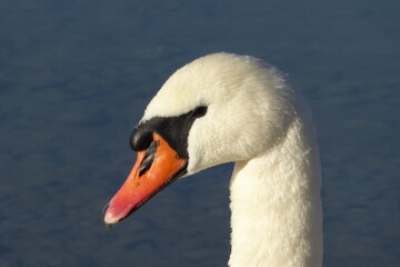 Höckerschwan (Cygnus olor), Portrait, Schwanenkopf 