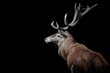 Close-up of a male Red Deer (Cervus elaphus) isolated on dark black background with copy space