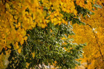 Yellow and green linden leaves. Autumn leaves in different colors. Tree leaves in autumn