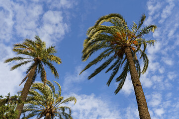 Palm tree branches against the blue sky.