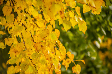 Yellow and green linden leaves. Autumn leaves in different colors. Tree leaves in autumn