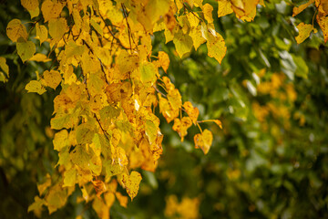 Yellow and green linden leaves. Autumn leaves in different colors. Tree leaves in autumn