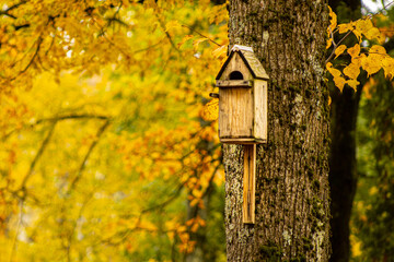 A birdcage in a tree. Lime trees with yellow leaves.