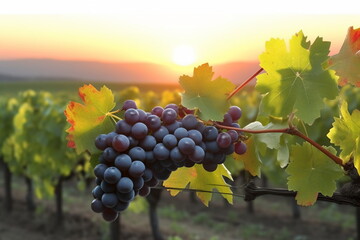 Fototapeta premium Vineyard at Sunset: Grapevines Bathed in the Warm Glow of the Setting Sun