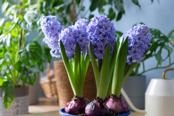 beautiful bright flowering bulbous hyacinths in pot stands on table against backdrop of indoor...