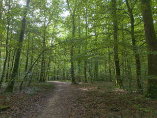 sous bois d'une forêt