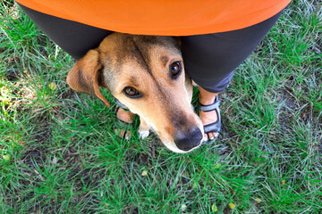 Person and dog - a sense of trust, loyalty, understanding, care. A cute rescue doggy sits between his owner's legs. View from above. Selfie with a pet. Adopting a homeless animal. Dog training 