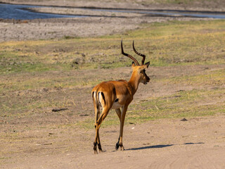 Impala