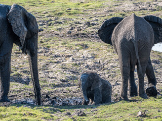 Elefant