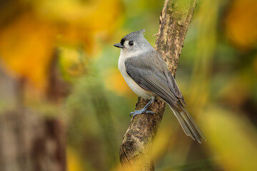 A sweet little Tufted Titmouse perched on a twig in the woods surrounded by fall colored leaves that create a yellow bokeh around the gray bird.