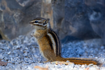 Least chipmunk is searching for food in the wildrerness among rocks.